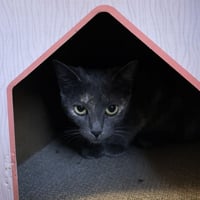 Annabella - Photo 9
