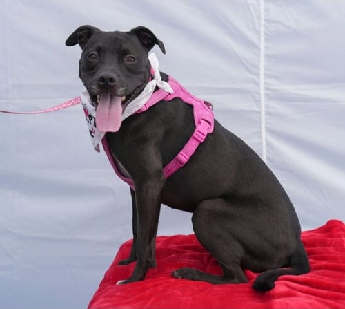 RUBI - Pit Bull Terrier available for adoption