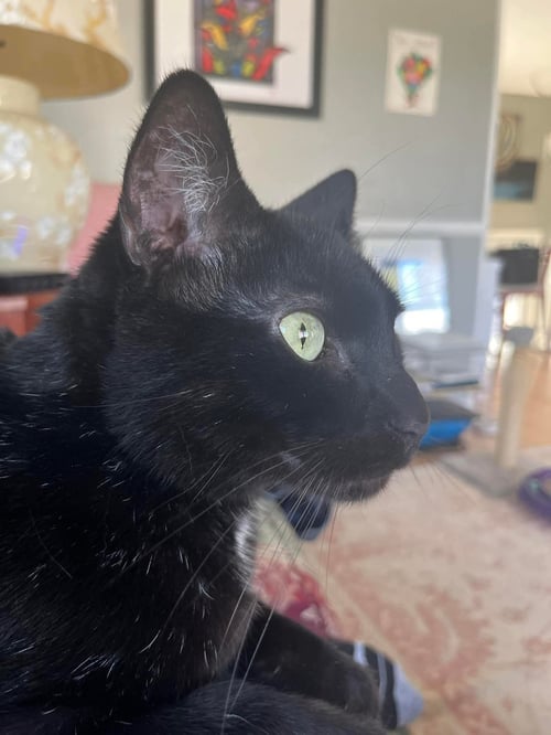 ROSCO - Domestic Short Hair available for adoption