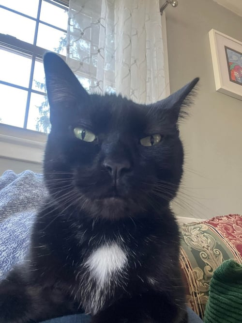 ROSCO - Domestic Short Hair available for adoption