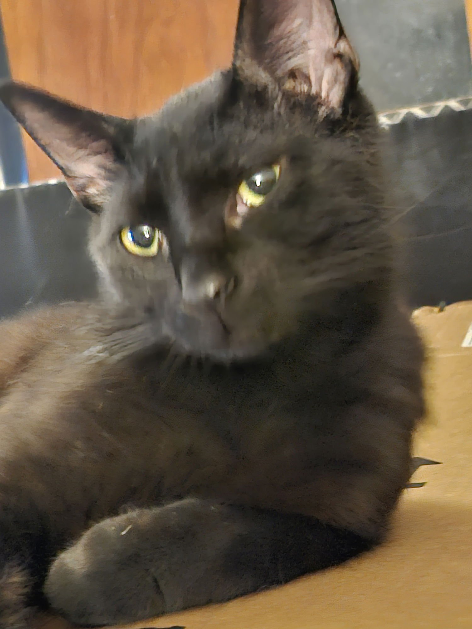 ZACK (BONDED TO ZERO) - Domestic Short Hair available for adoption