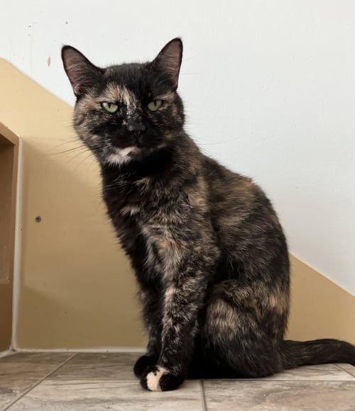 CINNAMON - Tortoiseshell / Domestic Short Hair available for adoption