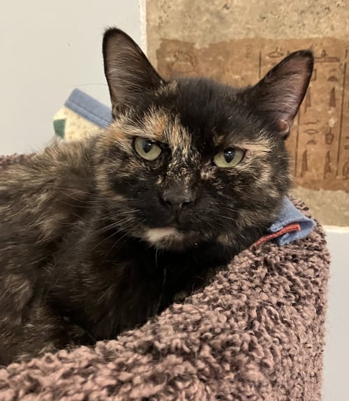 CINNAMON - Tortoiseshell / Domestic Short Hair available for adoption