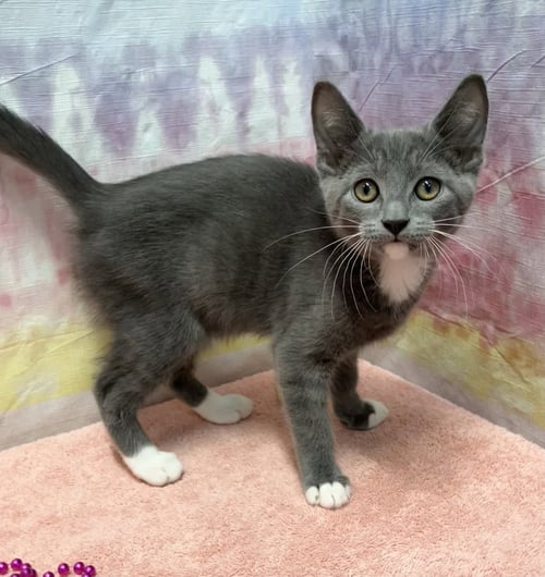 POBLANO - Domestic Short Hair / Tabby available for adoption