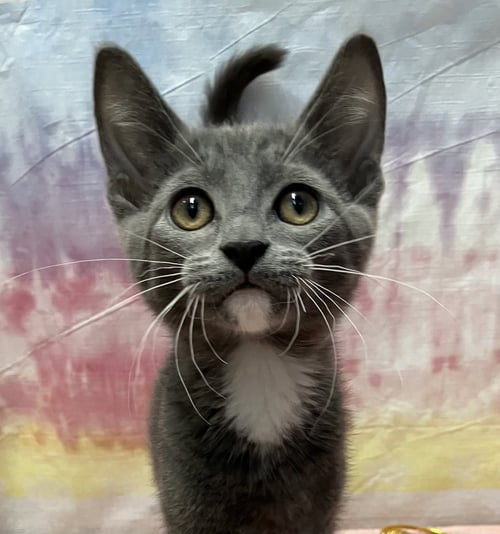 POBLANO - Domestic Short Hair / Tabby available for adoption