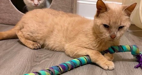 HORACE (BONDED TO SILAS) - Domestic Short Hair available for adoption