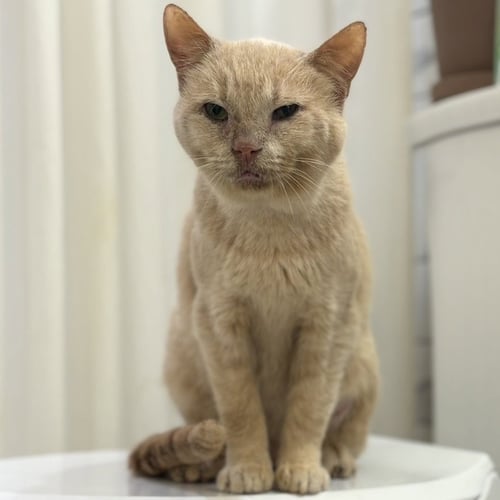 HORACE (BONDED TO SILAS) - Domestic Short Hair available for adoption