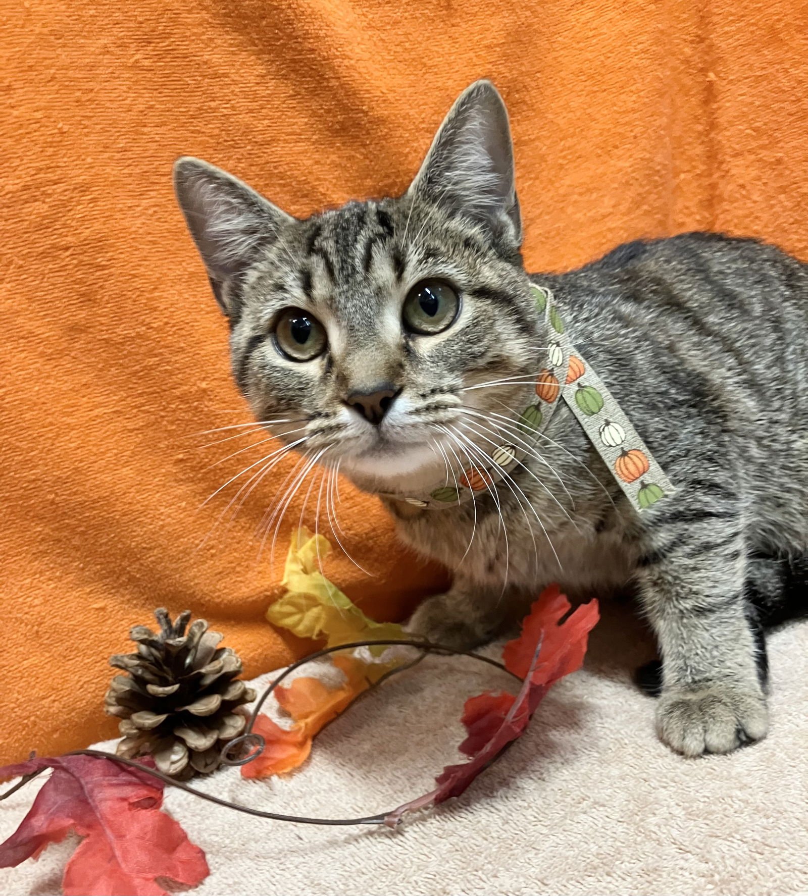 DAYNA - Tabby / Domestic Short Hair available for adoption
