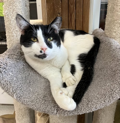 DARBY ALLIN - Domestic Short Hair available for adoption