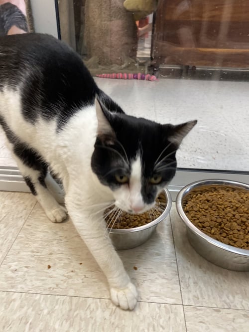 DARBY ALLIN - Domestic Short Hair available for adoption