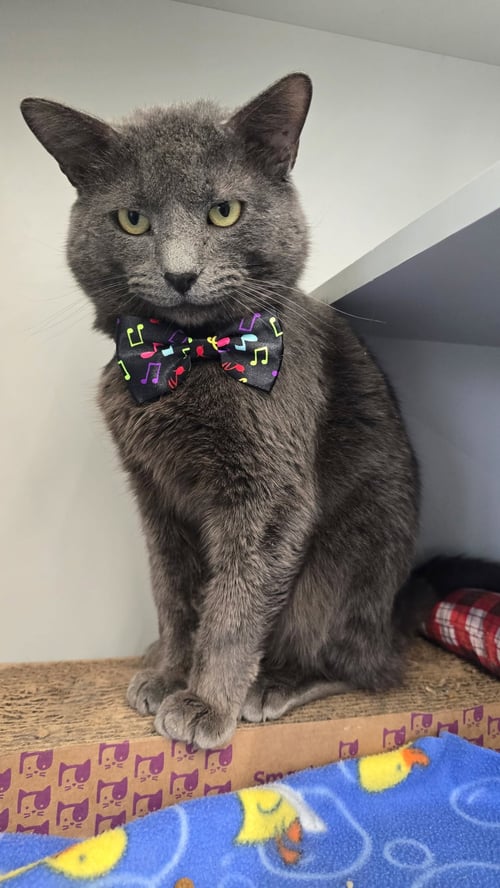 BORIS - Domestic Short Hair available for adoption