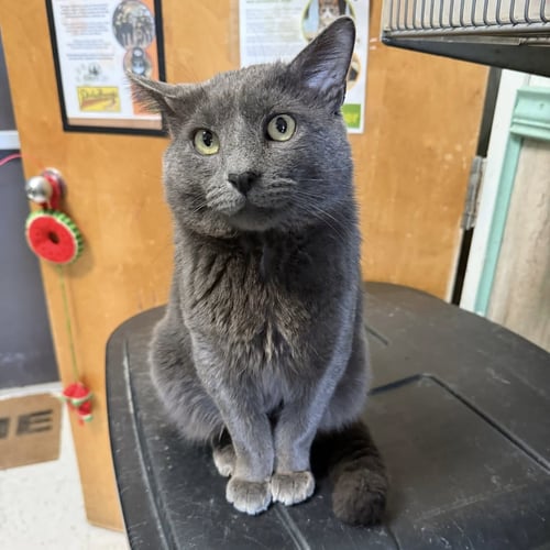 BORIS - Domestic Short Hair available for adoption