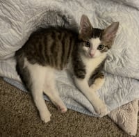 Morty (bonded with Summer - Photo 1