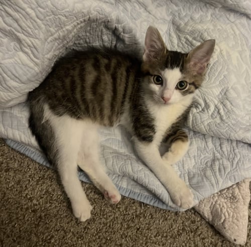 MORTY (BONDED WITH SUMMER - Tabby / Domestic Short Hair available for adoption
