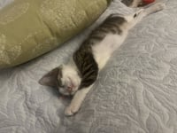 Morty (bonded with Summer - Photo 2