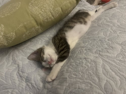 MORTY (BONDED WITH SUMMER - Tabby / Domestic Short Hair available for adoption