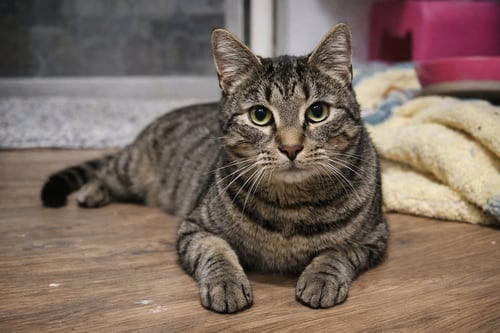 ZEUS - Tabby / Domestic Short Hair available for adoption