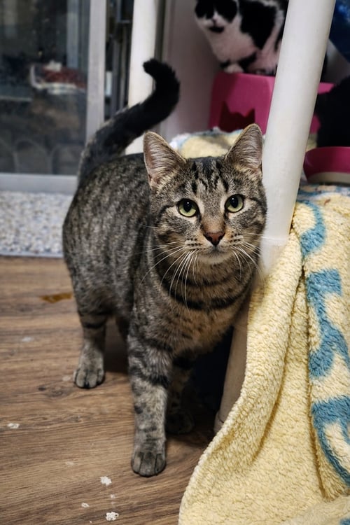 ZEUS - Tabby / Domestic Short Hair available for adoption
