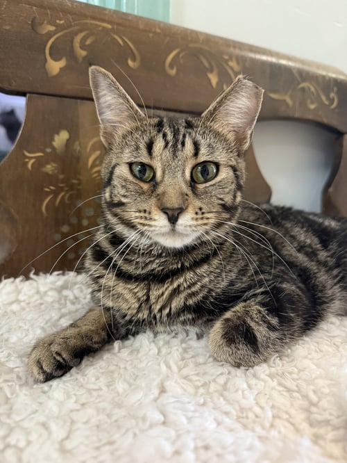 PECAN PIE - Tabby / Domestic Short Hair available for adoption