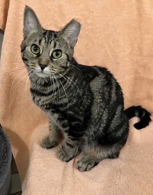 PECAN PIE - Tabby / Domestic Short Hair available for adoption