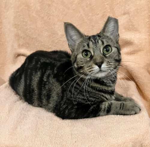 PECAN PIE - Tabby / Domestic Short Hair available for adoption
