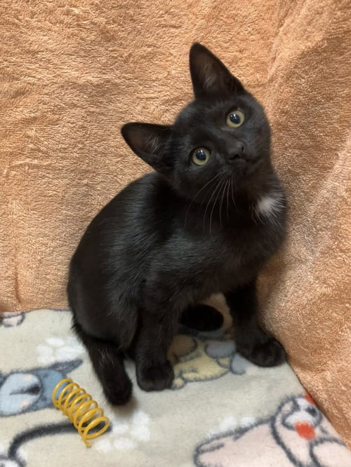 DEMPSEY - Domestic Short Hair available for adoption