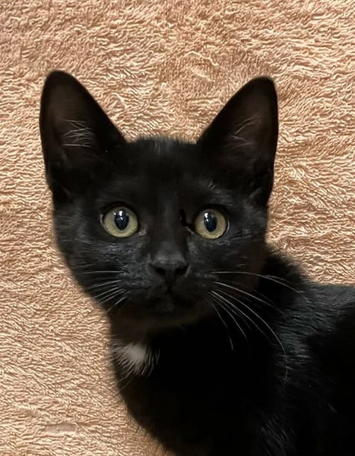 DEMPSEY - Domestic Short Hair available for adoption