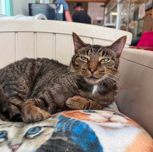 VALENCIA - Domestic Short Hair / Tabby available for adoption