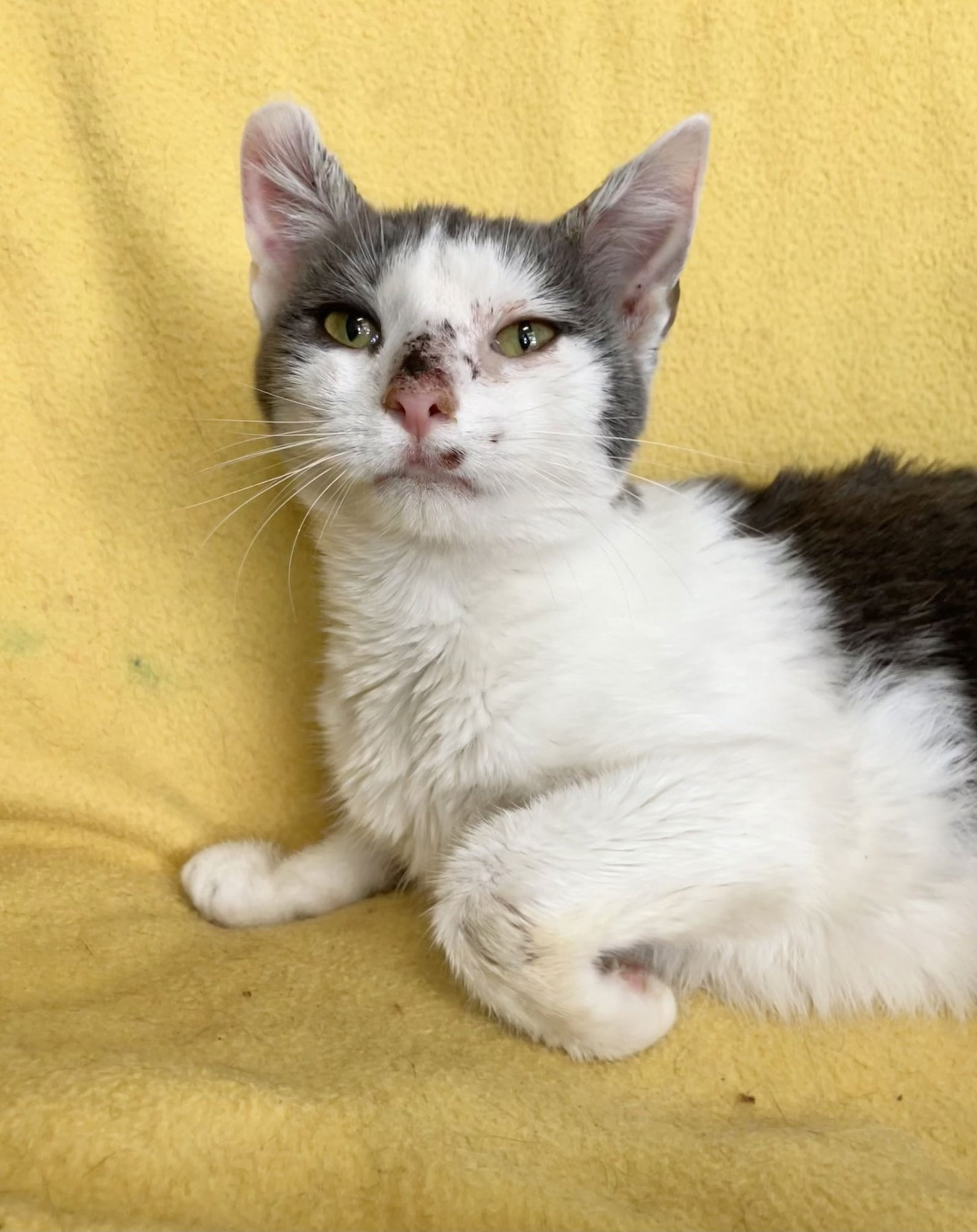 EOS - Domestic Short Hair available for adoption