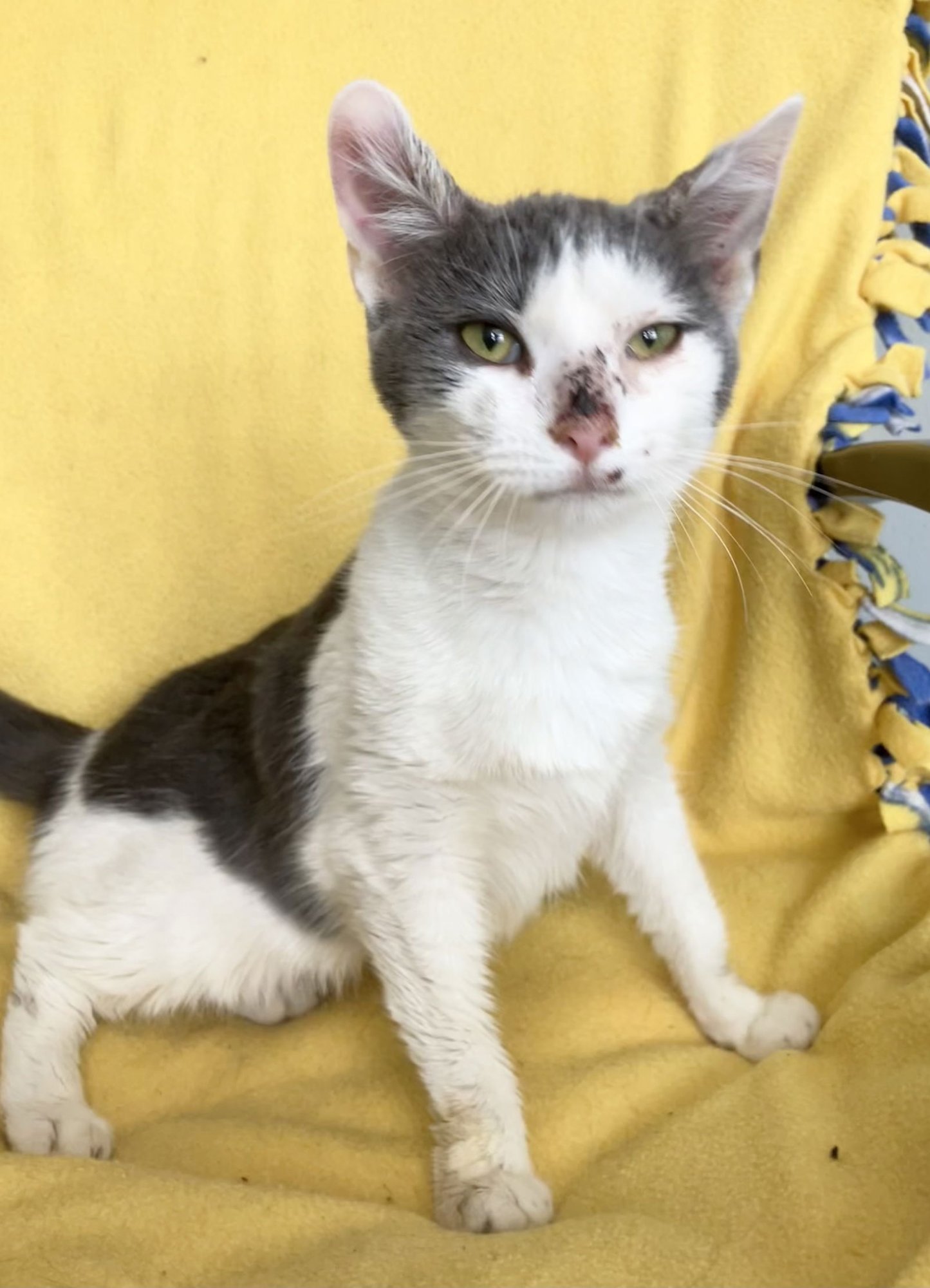 EOS - Domestic Short Hair available for adoption