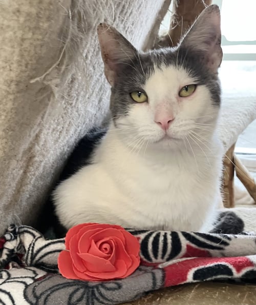EOS - KBC - Domestic Short Hair available for adoption