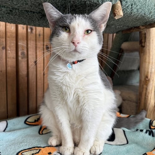EOS - KBC - Domestic Short Hair available for adoption