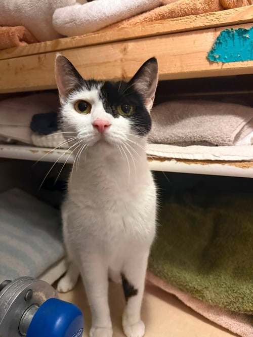VENUS FLYCATCHER - Domestic Short Hair available for adoption