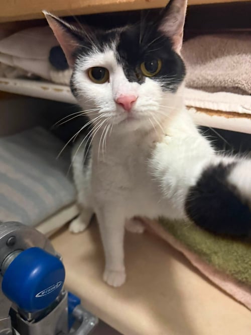 VENUS FLYCATCHER - Domestic Short Hair available for adoption