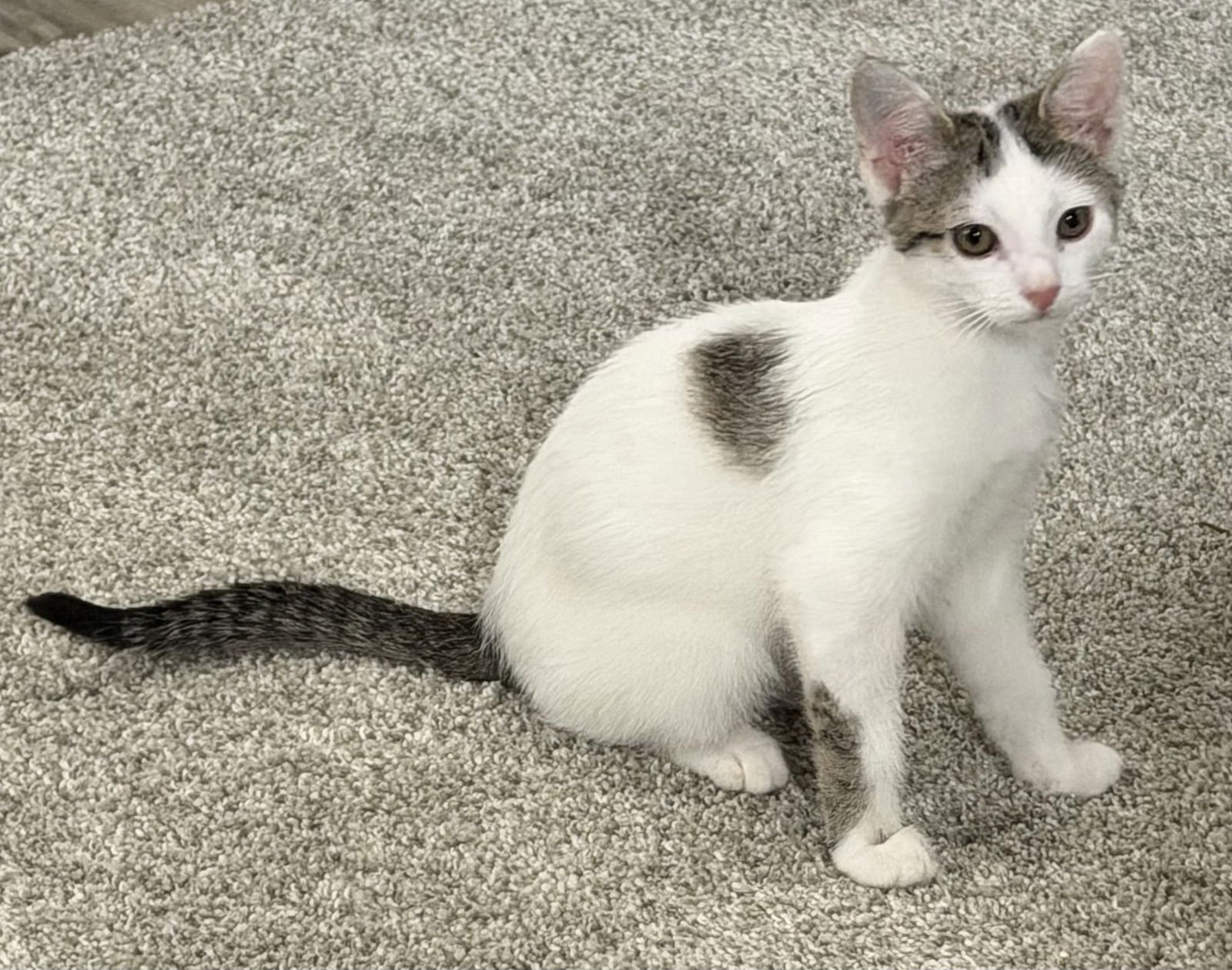 PEPPER - Tabby / Domestic Short Hair available for adoption