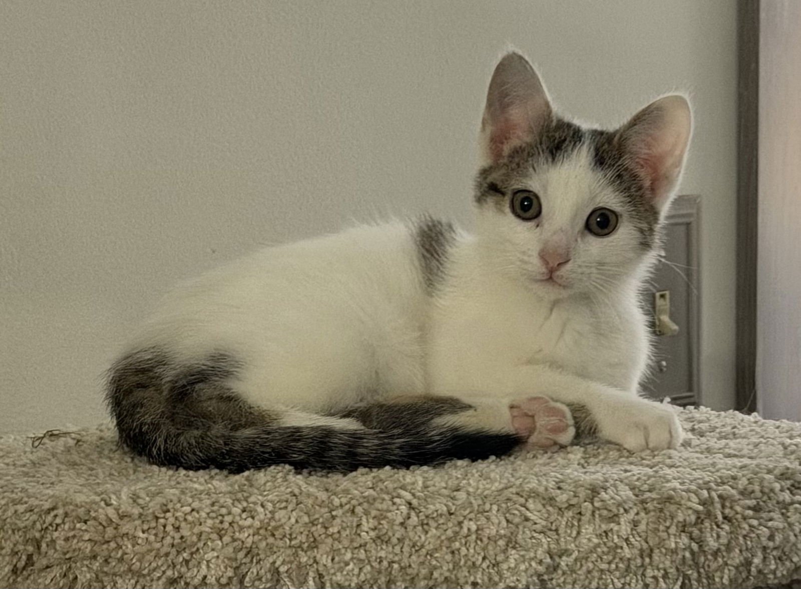 PEPPER - Tabby / Domestic Short Hair available for adoption