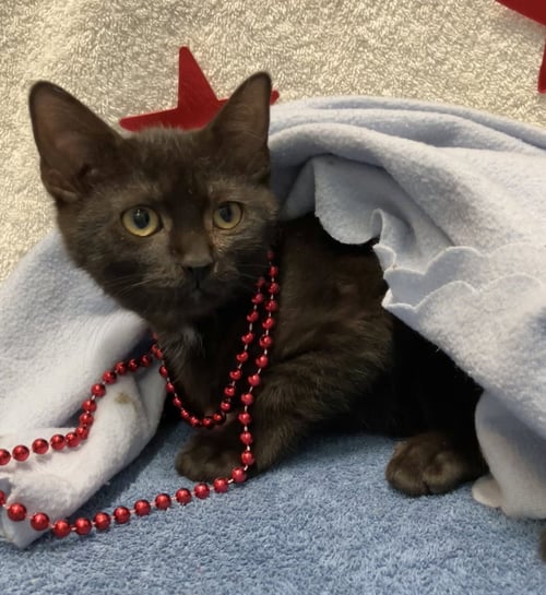 STARLING - Domestic Short Hair for adoption in Columbus