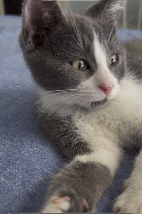 FRANK - Domestic Short Hair available for adoption
