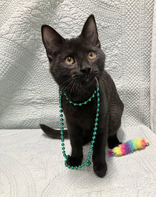 ATLAS - Domestic Short Hair for adoption in Columbus