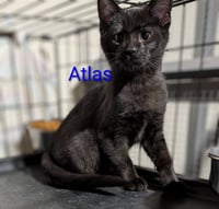 Atlas - Photo 5