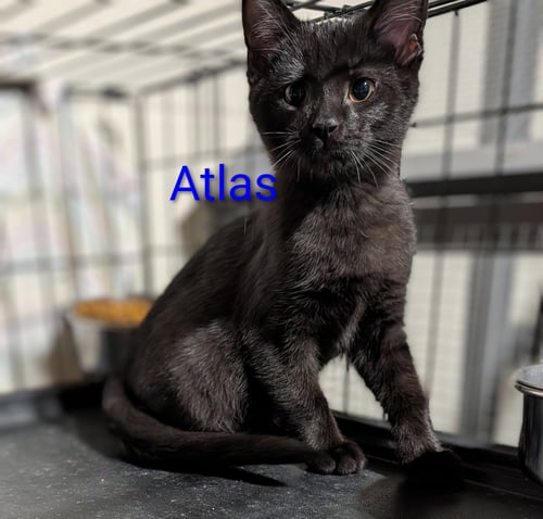 ATLAS - Domestic Short Hair available for adoption