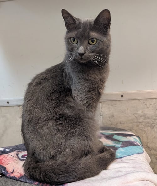 GOBBLE - Domestic Short Hair available for adoption