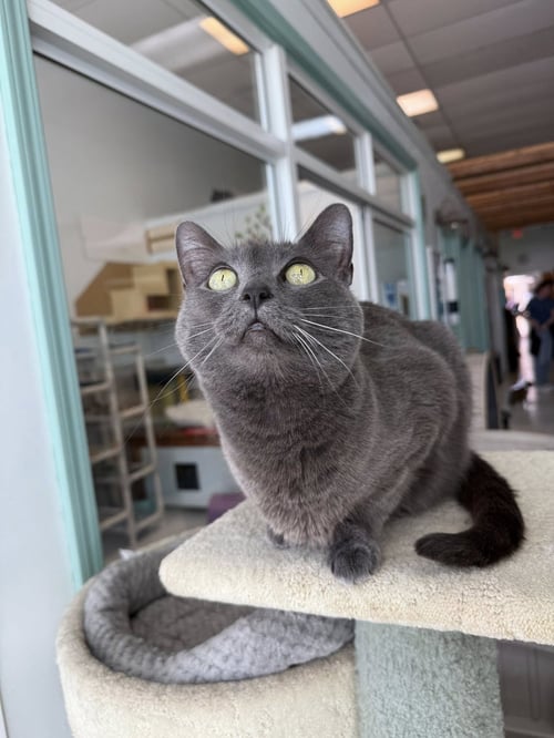 GOBBLE - Domestic Short Hair available for adoption