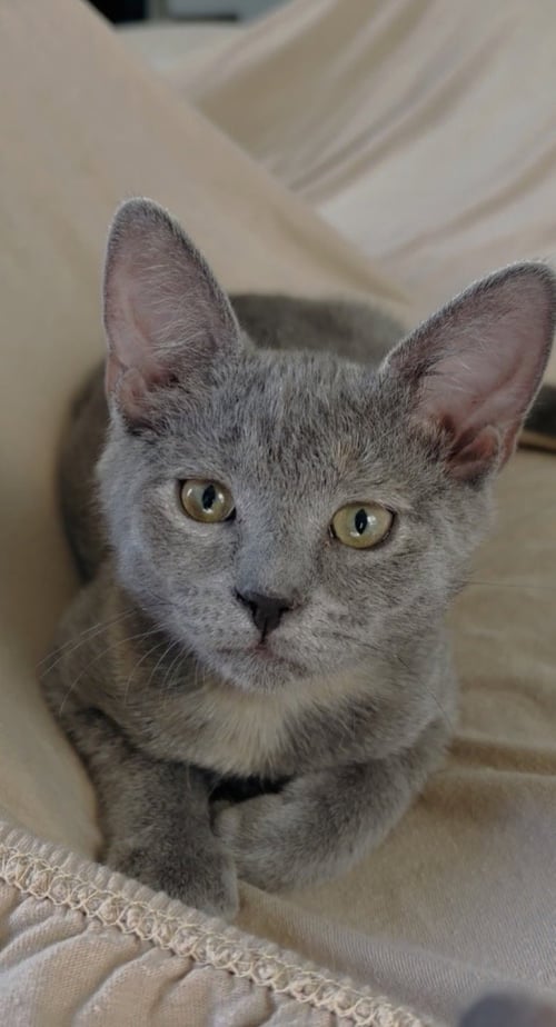 EEYORE - Domestic Short Hair available for adoption