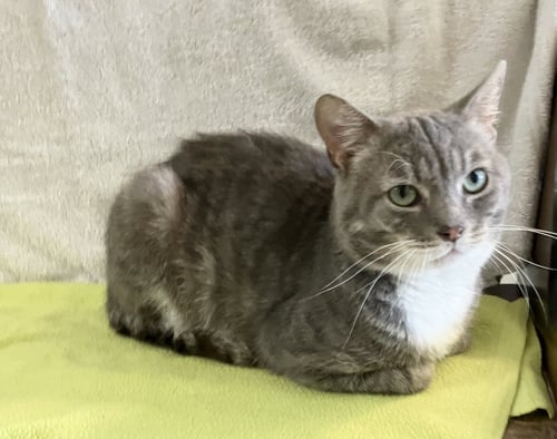 SEYMOUR - Tabby / Domestic Short Hair available for adoption