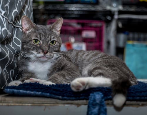 SEYMOUR - Tabby / Domestic Short Hair available for adoption