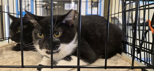 ANEMONE - Domestic Short Hair available for adoption