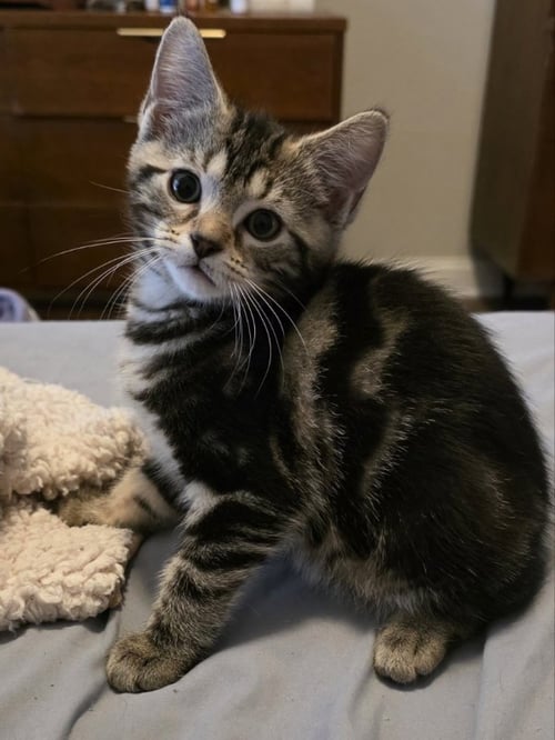 TILL - Domestic Short Hair available for adoption