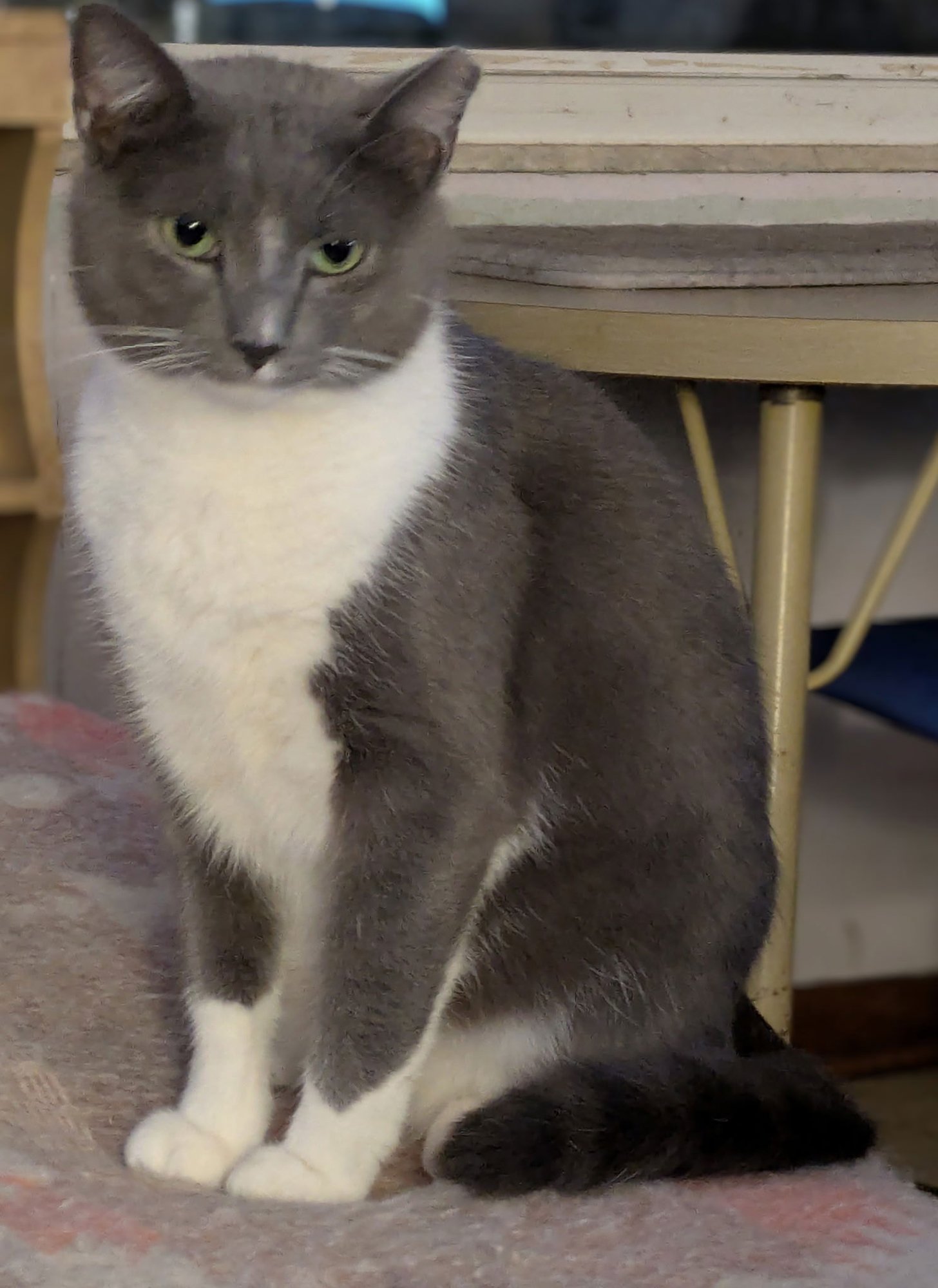 ADRIAN ALEXANDER - Domestic Short Hair available for adoption