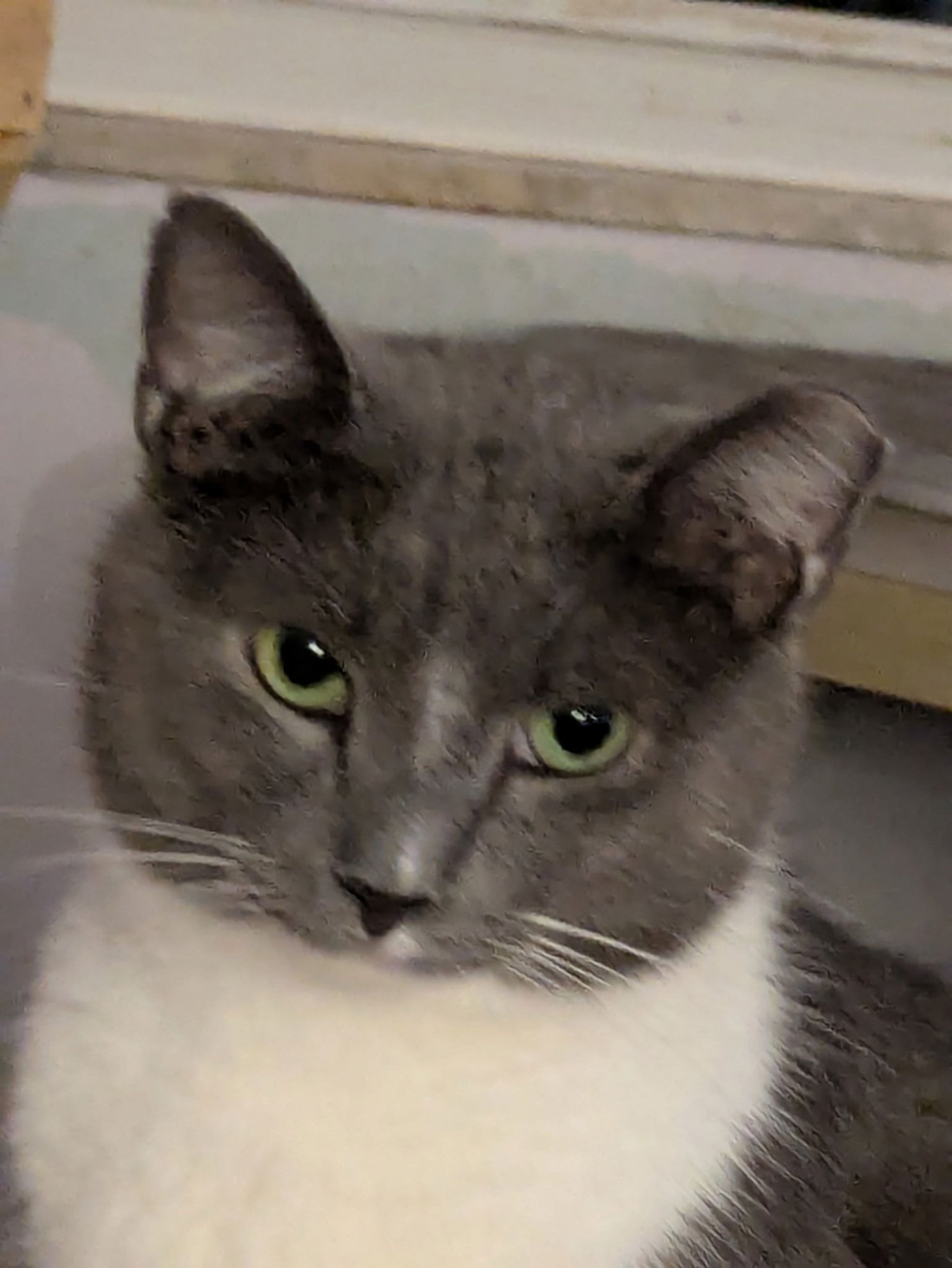 ADRIAN ALEXANDER - Domestic Short Hair available for adoption